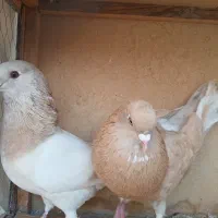 نر ماده دهن خورده اماده تخم
