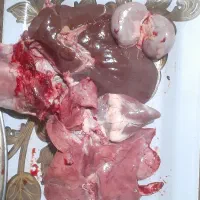 بره گوسفند کشتاری فقط ۳۲۰۰