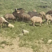 حیوانات مزرعه