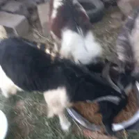 فروش  چپشت چاق