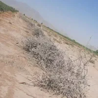 فروش چوب پسته مخصوص ذغال