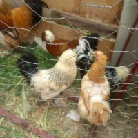 خروس سلطانی اصل