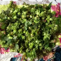 فندوق تازه دست چین