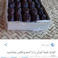 فروش خرما