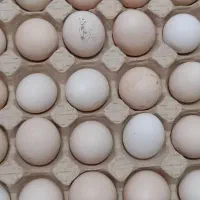تخم مرغ محلی تازه