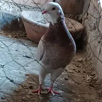 کبوتر پرشی
