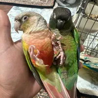 یه جفت گرینچیک سخنگو