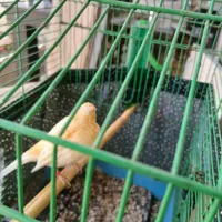 قناری نروماده اماده