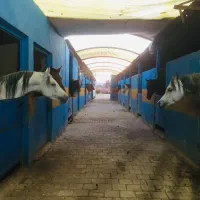 باکس اسب