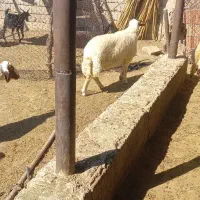 یک عدت قوچ سه سال درج یک داشتی به شرت پرش
