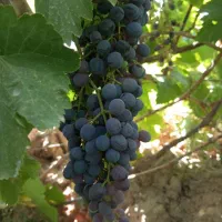انگور قرمزیاقوتی درجه یک