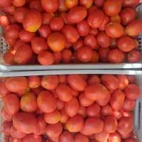 گوجه ربی اناج