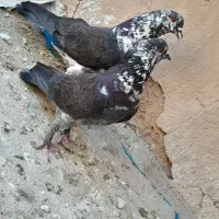 کبوتر پرشی