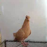 کبوتر|پرنده|کرمان, |دیوار