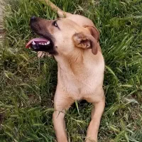 سگ.