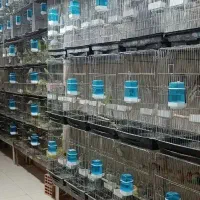 فروش و خرید انواع پرندگان زینتی