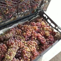 انگور یاقوتی مخصوص شیره انگور یکجا  28 تومن