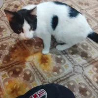 گربه خونگی خوشگل وفهمیده