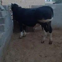 گوساله سمینتال