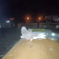کبوتر
