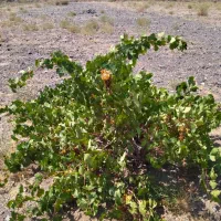 زمین فروشی  چهارراه برغمد به سمت جغتای