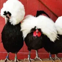 فروش جوجه مرغ پولند لهستانی سلطان