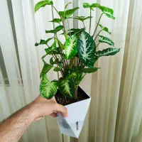 هیدروپونیک  آلوکازیا  سینگونیوم بابا آدم گل خانگی
