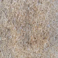 کاه گندم