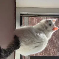 واگذاری گربه