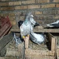 سینه کوهی