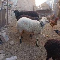 میش وبره