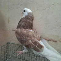 کبوتر هما ماده