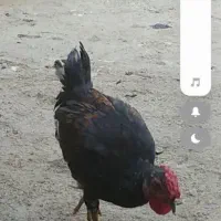 تعدادی خروس