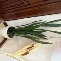 گل رز و اپارتمانی