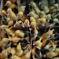 فروش جوجه بوقلمون .جوجه اردک .جوجه محلی