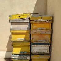 کندو و طبق زنبور عسل