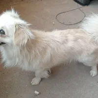 سگ پا کوتاه