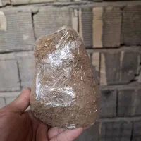 گل شور کبوتر.سبدراهکش پلاکی دمگیر
