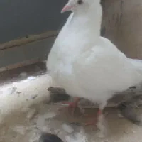 جوجه سفید اراکی و دوکت نباتی