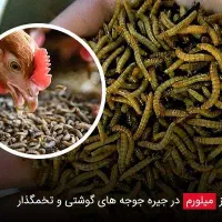 کرم پروتئین میلورم خشک و زنده
