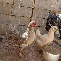 جوجه کاکولی