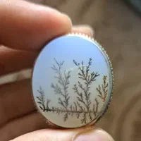 شجر سوزنی رکاب طلا نقره