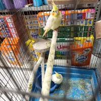 عروس هلندی