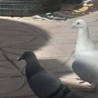 کبوتر پرشی مساحتی