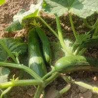 خیار بوته