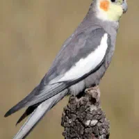 عروس هلندی گم شده دو برابر قیمت میخرم