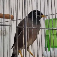 مرغ مینا نر
