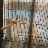 فنچ کرواتی مولد با جوجه