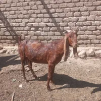 فروش بز جوان .چندقلوزا