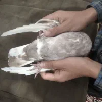 کفتر|پرنده|قم, شهر قائم|دیوار